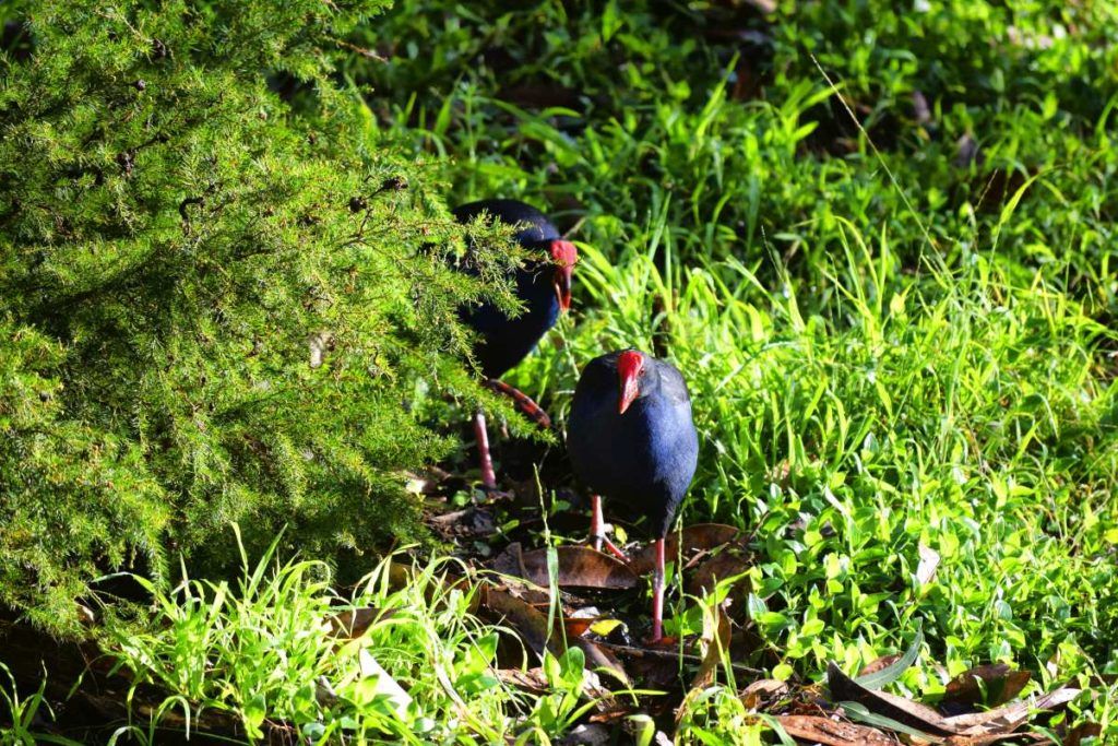 10 Best Things to Do in Whanganui