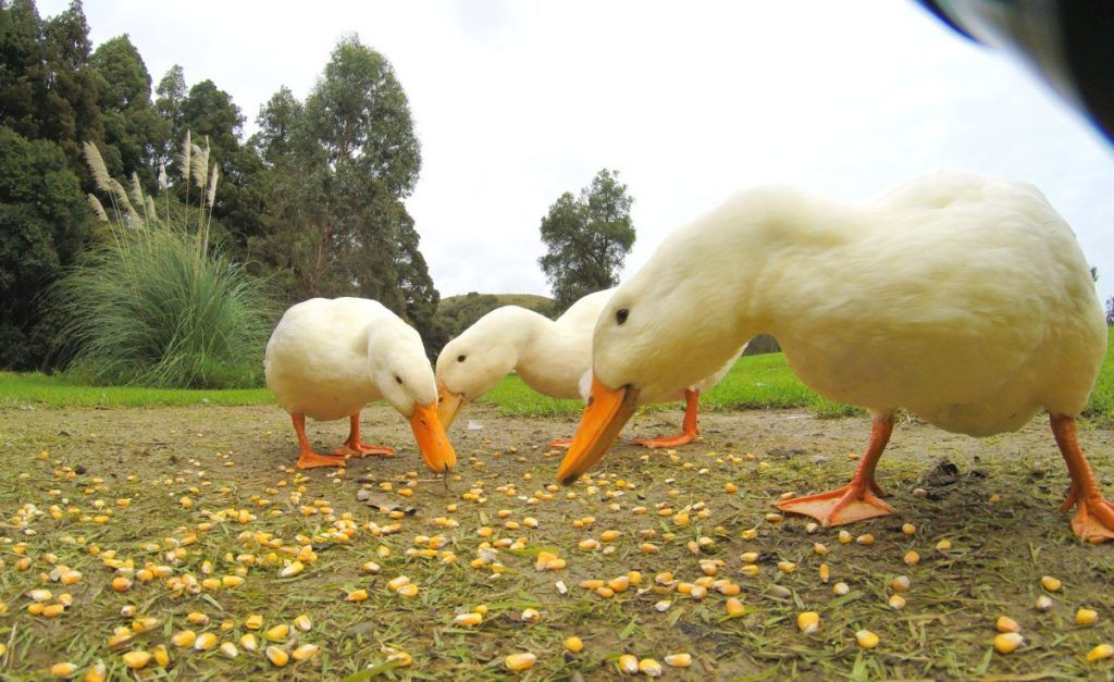 7 Things to Do in Gore with Kids