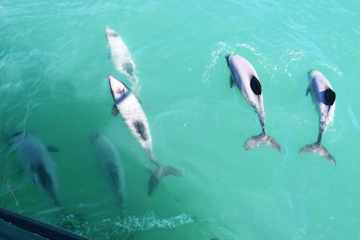 10 Things to Do in Akaroa with Kids