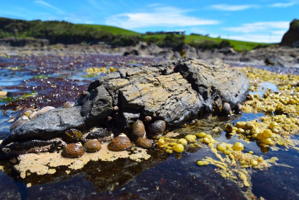 10 Free & Cheap Things to Do in The Catlins