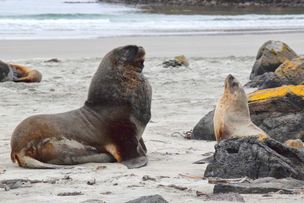 10 Free & Cheap Things to Do in The Catlins