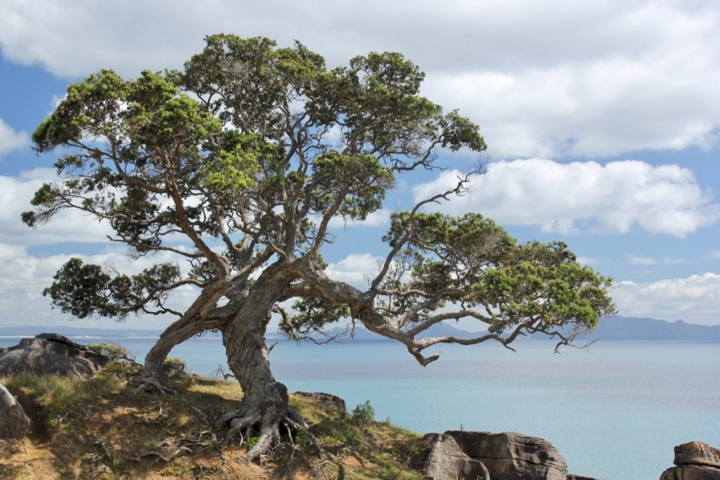 10 Best Beaches in Whangarei