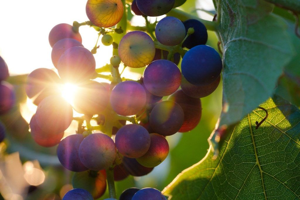 7 Things to Do in Hanmer Springs for Foodies