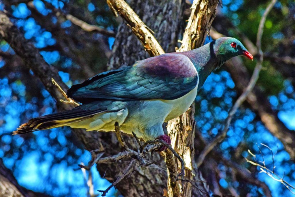10 Romantic Activities in Akaroa for Couples