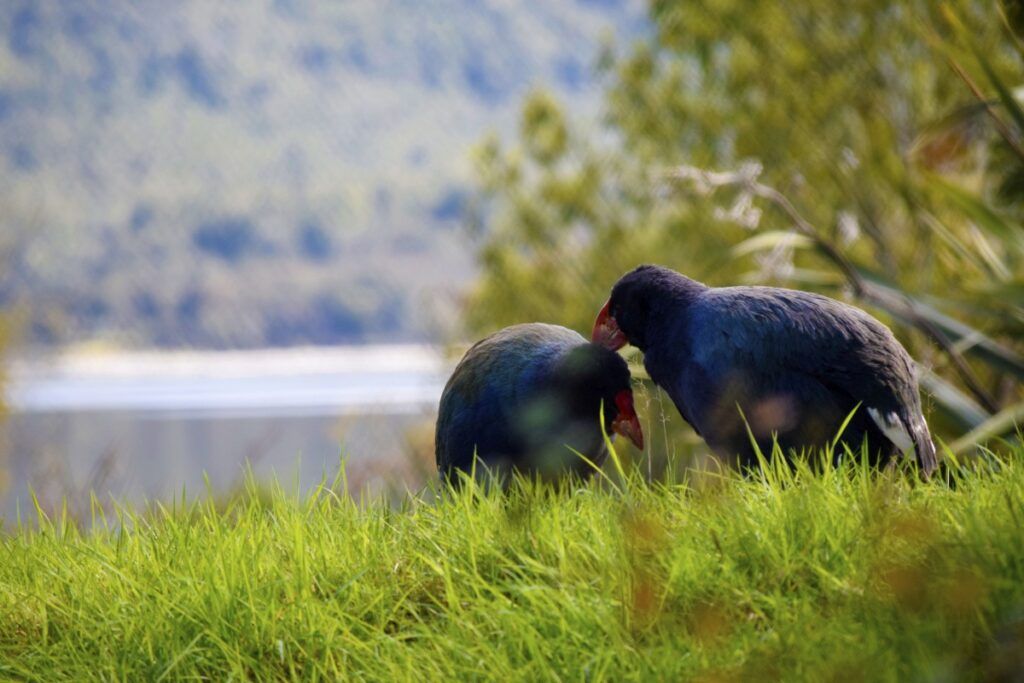 South Island Honeymoon Itinerary: Two Weeks / 14 Days