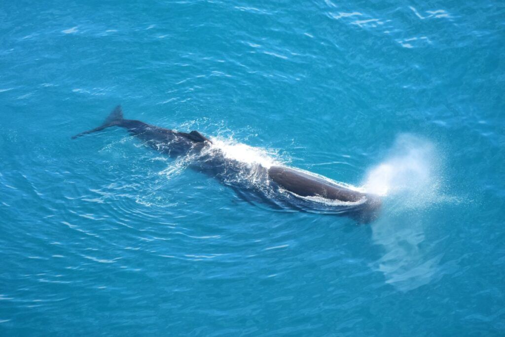 New Zealand Luxury Itinerary: Three Weeks / 21 Days