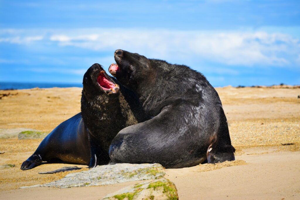 31 Best Free Things to Do on the South Island