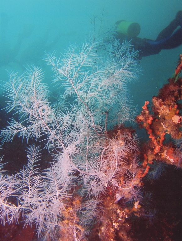 10 Things to See in New Zealand Before They Disappear