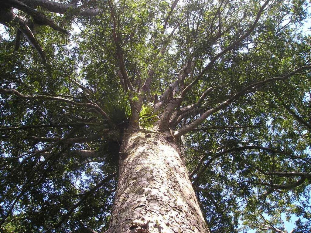 10 Best Kauri Forests in New Zealand
