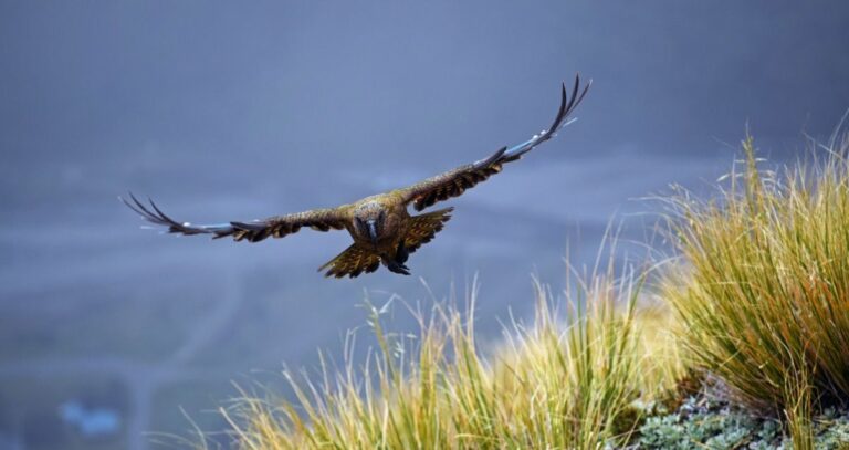 10 Best Things to Do in Arthur's Pass National Park