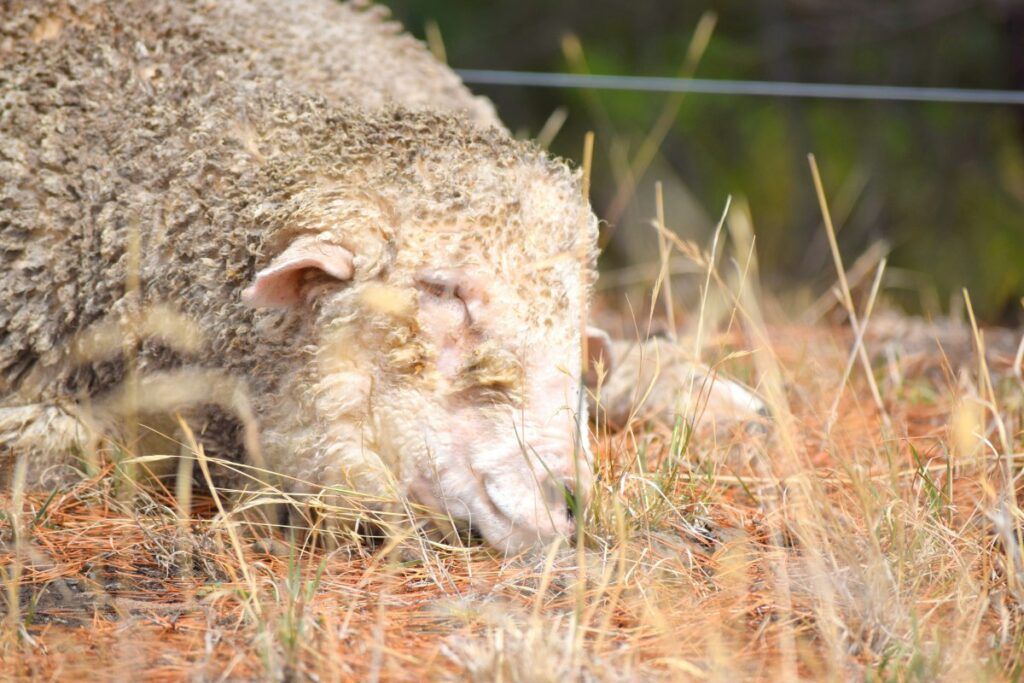 10 Best Things to Do in Arthur's Pass National Park