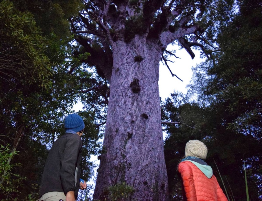 31 Best Free Things to Do on the North Island
