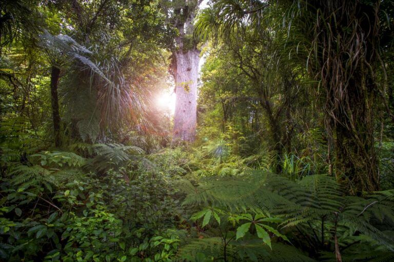 10 Best Kauri Forests in New Zealand