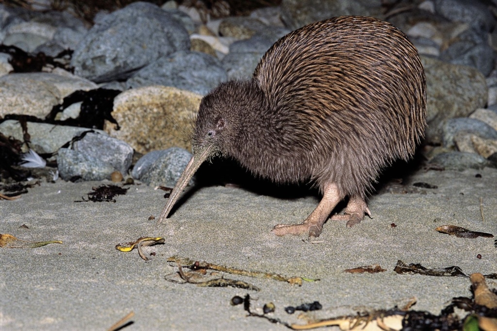 16 Free &amp; Cheap Things to Do on Stewart Island