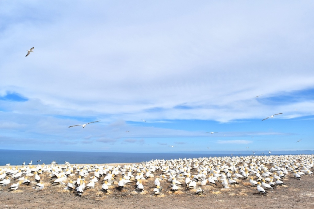 50 Best Free Things to Do in New Zealand 🤑 [2025]