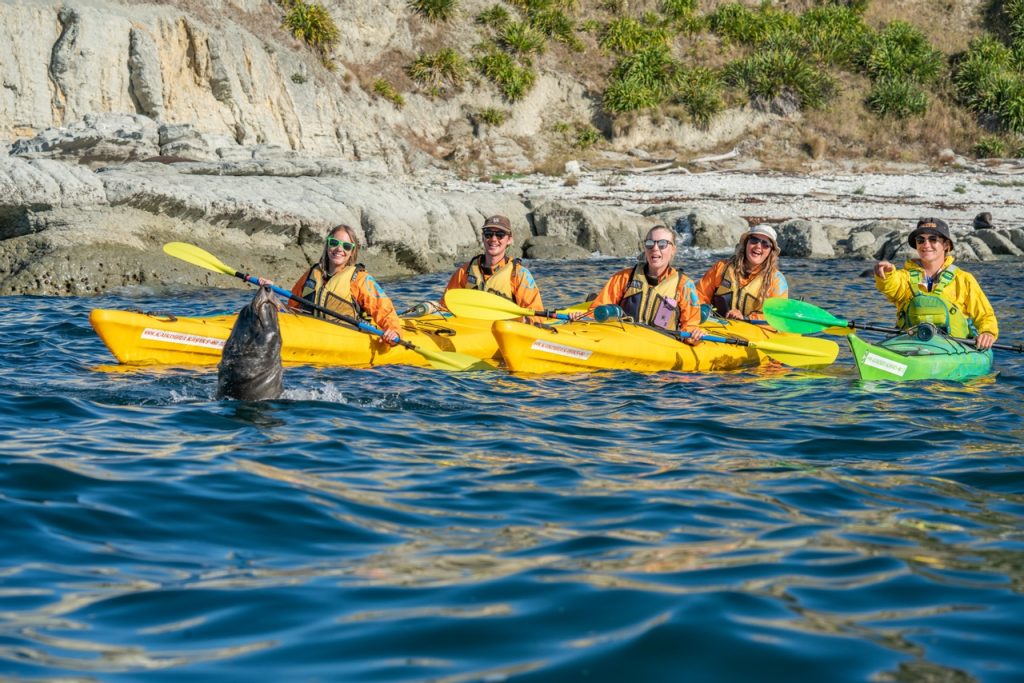 5 Best Wildlife Activities in Kaikoura ???? [2023]