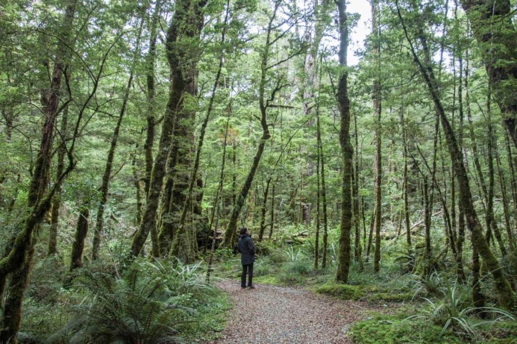 18 Stops You Can't Miss on the Road to Milford Sound ????️ [2025]