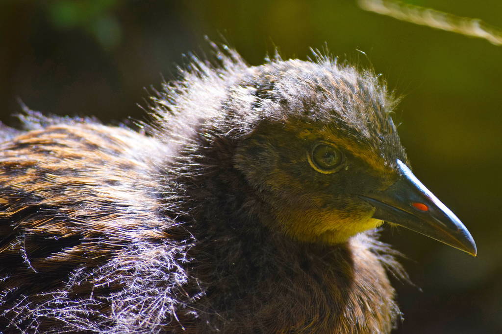 The Budget & Backpacking Guide to Stewart Island