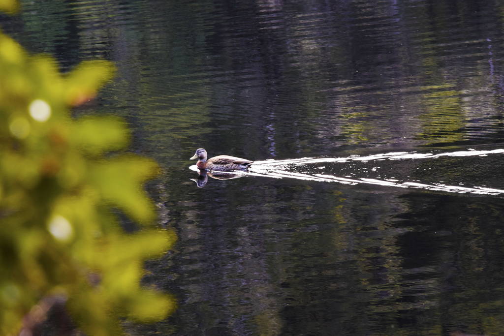 25 Best Things to Do in Franz Josef ???? [2023]