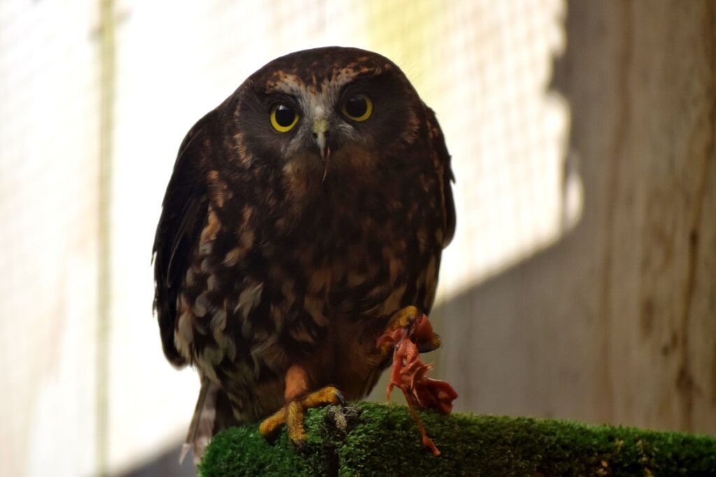 20 Things to Do in Rotorua with Kids