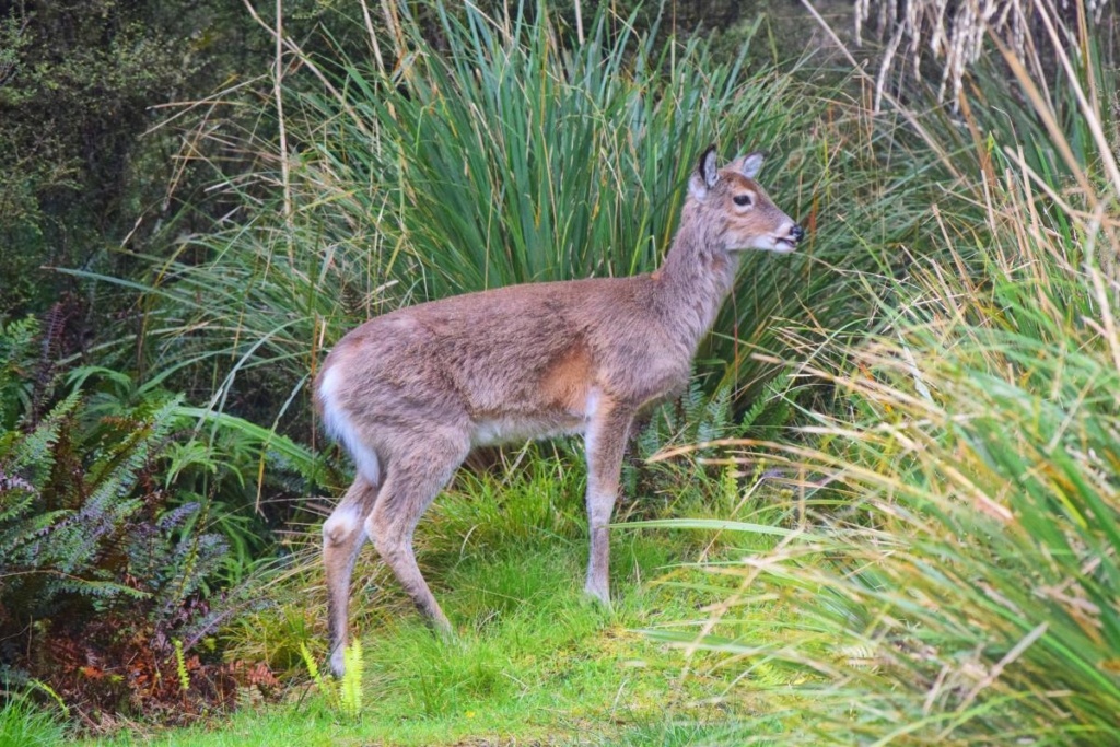 31 Ways to Travel More Sustainably in New Zealand