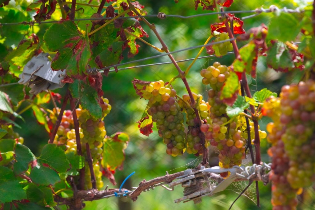 5 Luxury Experiences in Kaikoura