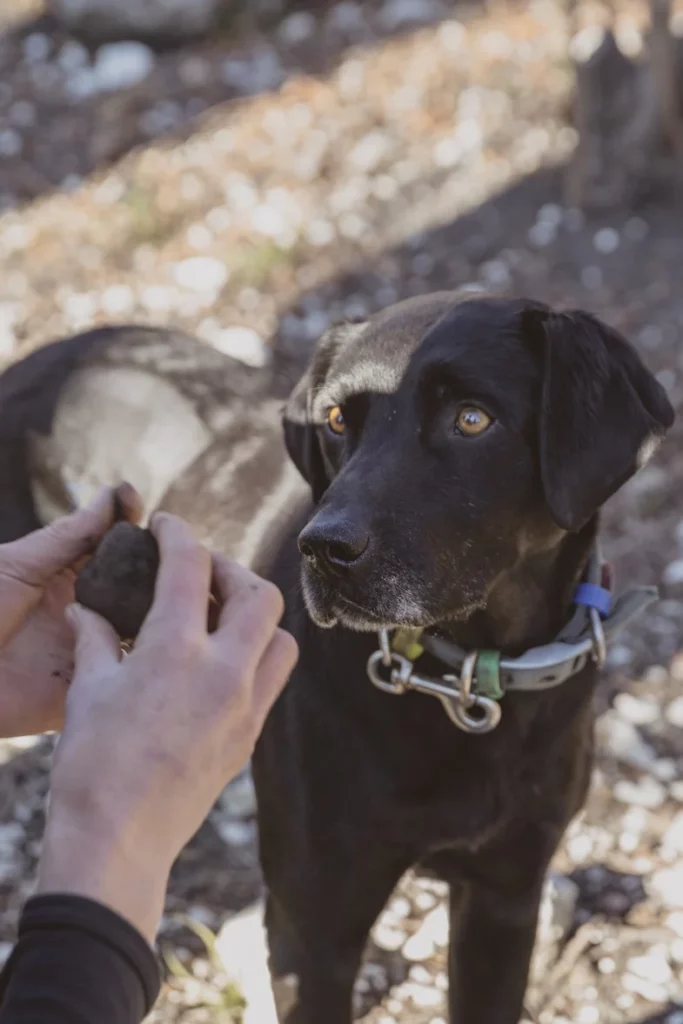 10 Best Foodie Experiences in Christchurch