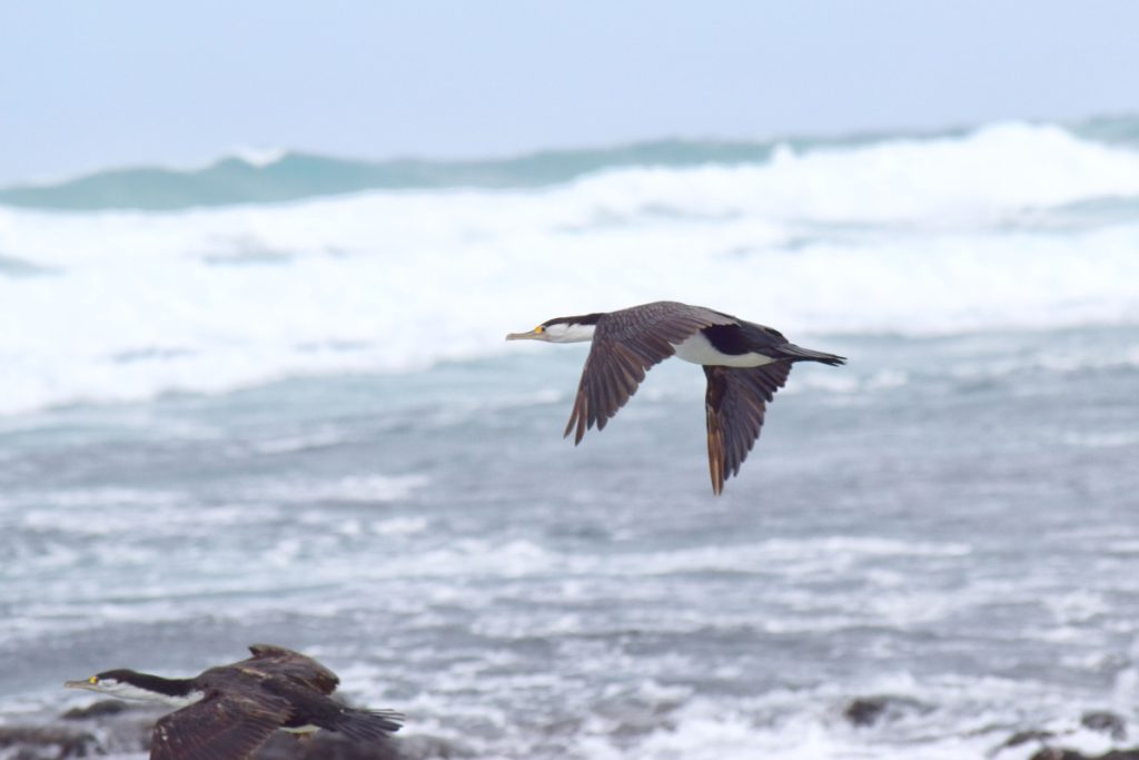 15 Best Things to Do in Timaru