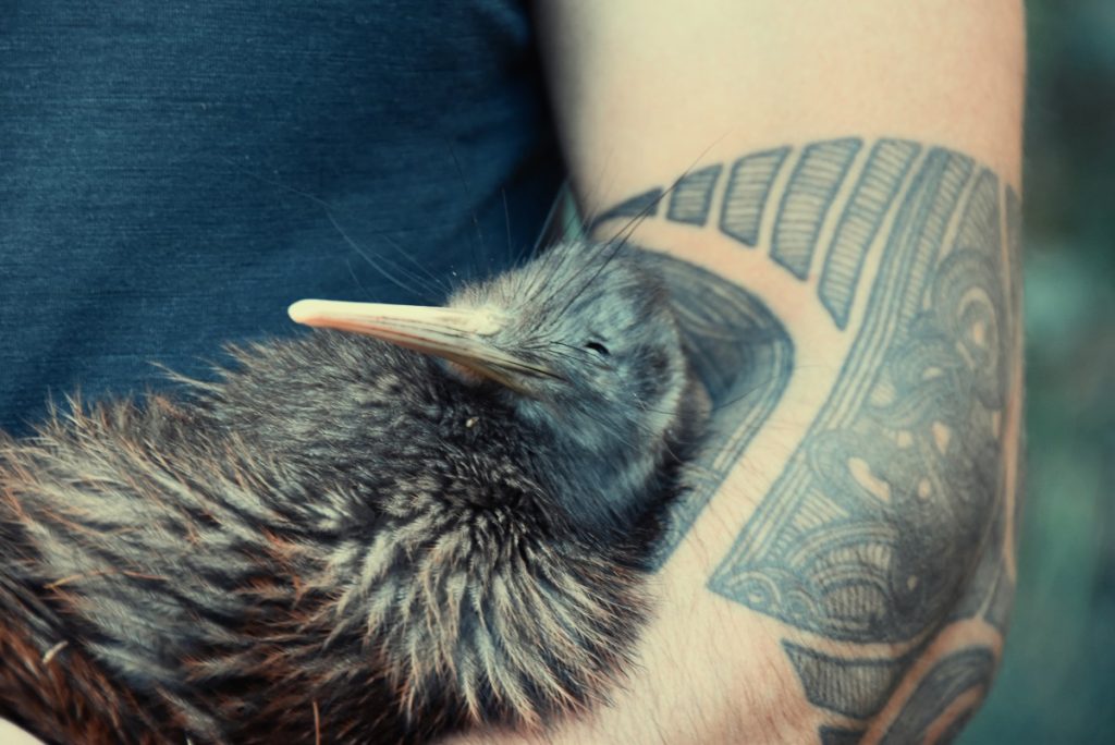 Where to See Kiwi Birds in New Zealand