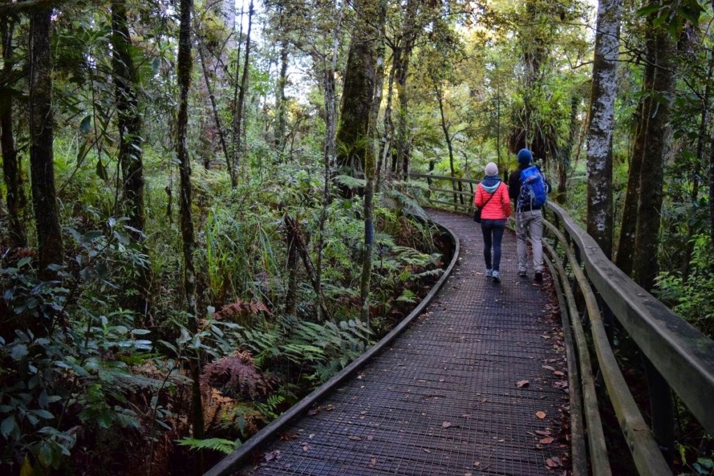 North Island 1 Week (7 Days) Road Trip Itinerary (Auckland to Wellington)