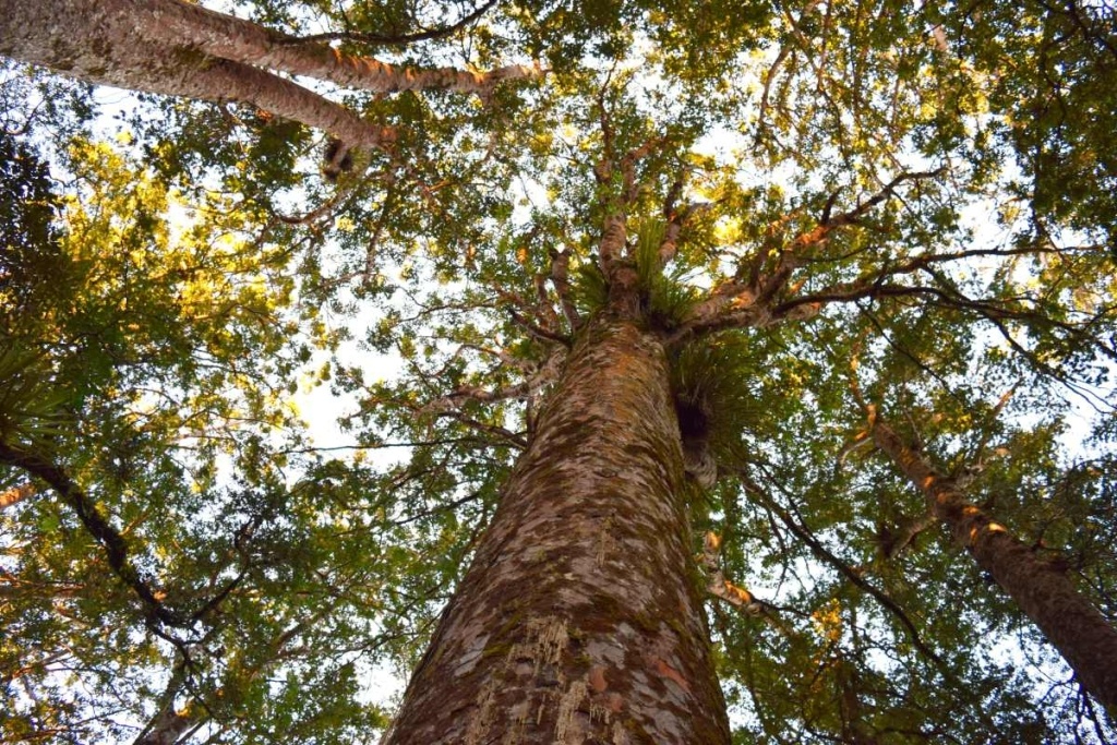 8 Best Kauri Forests in Northland