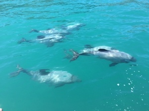 Dolphin Swimming Guide
