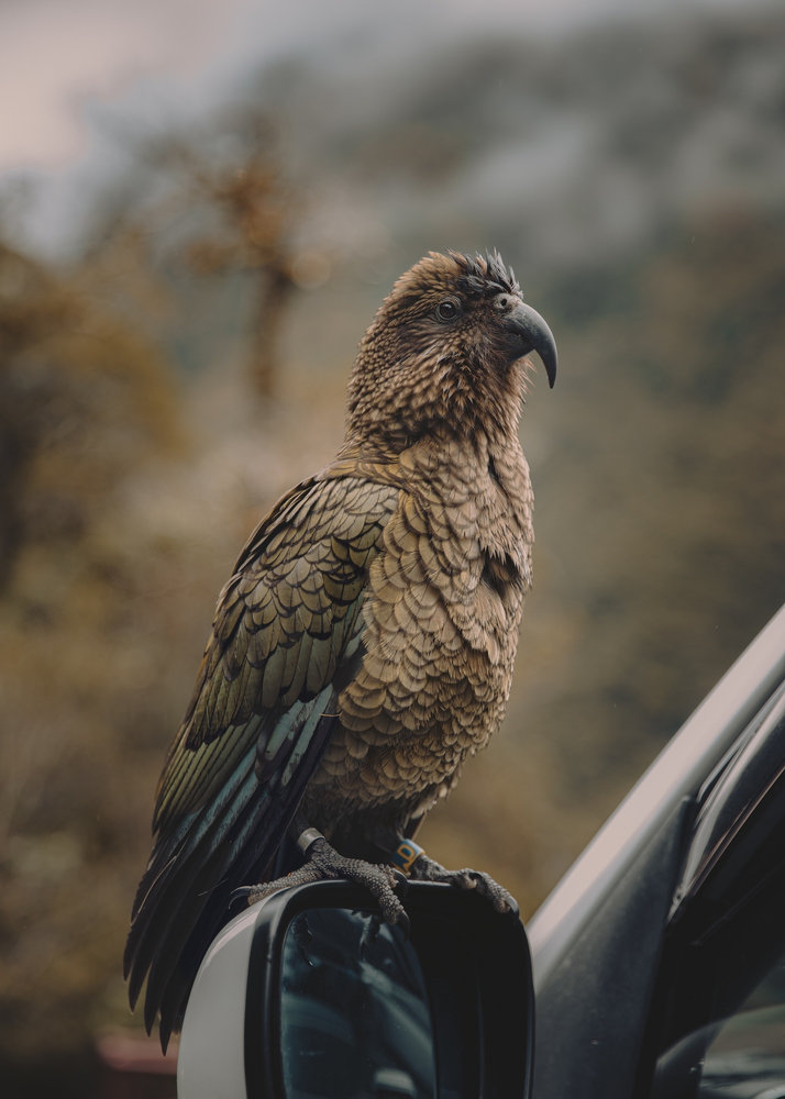 Did We Just Find the Best Milford Sound Tour from Te Anau?
